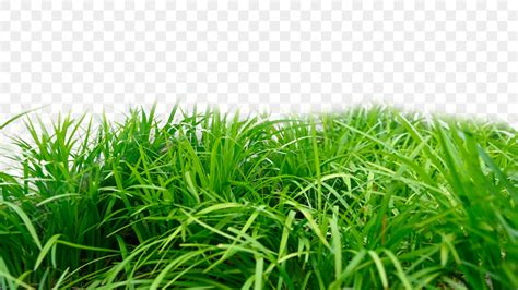 Green Grass Plants PNG Transparent, Grass Realistic Green Plants Nature, Grass, Realistic, Level ...