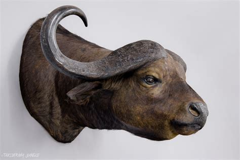 Taxidermy Buffalo Head by Rowland Ward - Taxidermy Jungle