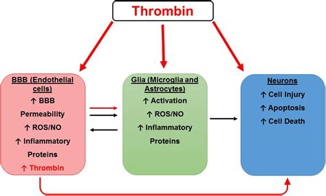 Frontiers | Thrombin, a Mediator of Coagulation, Inflammation, and ...