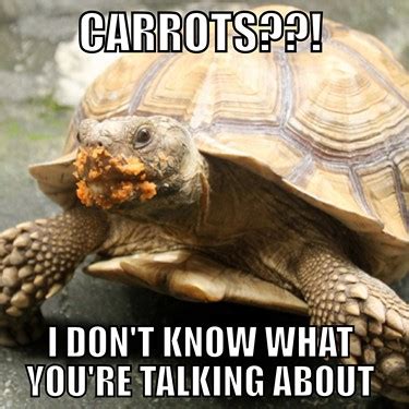 Tortoise Memes and Video Memes