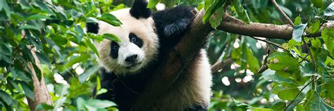 9 Of The Best Wildlife Encounters In Asia | Kuoni