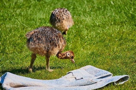 Ostrich Chick Infant - Free photo on Pixabay - Pixabay