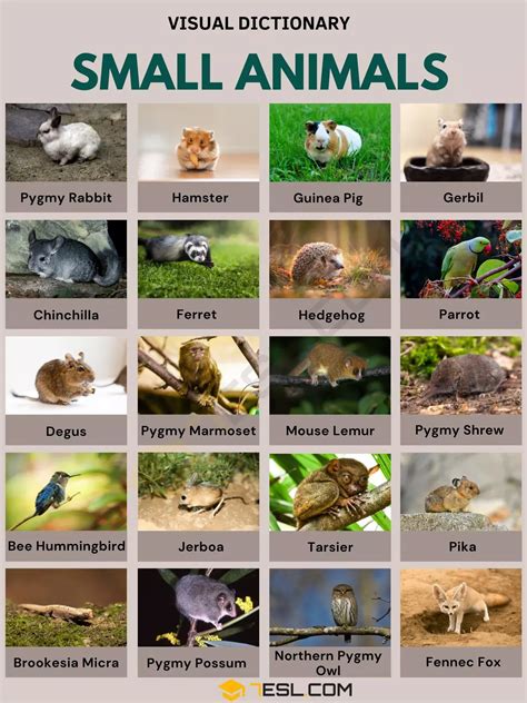 25 Small Animal Names in English • 7ESL | Small pets, Small house pets, Small animal rescue