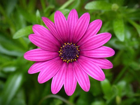 Purple Daisy Flower Beauty - Free photo on Pixabay - Pixabay