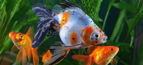 Pregnant Goldfish: Care Guide And Signs To Look For