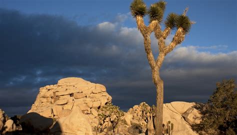 Interesting Facts About the Mojave Desert | Sciencing