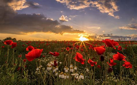 Remembrance poppy wallpaper - constructionroden