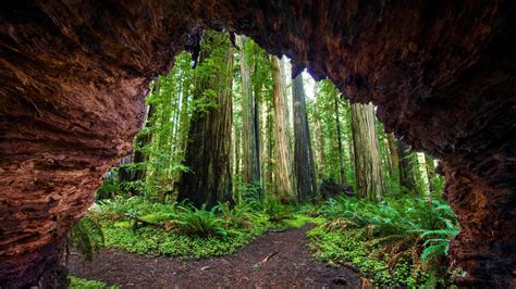 Bing HD Wallpaper Mar 21, 2018: Celebrating the International Day of Forests - Bing Wallpaper ...