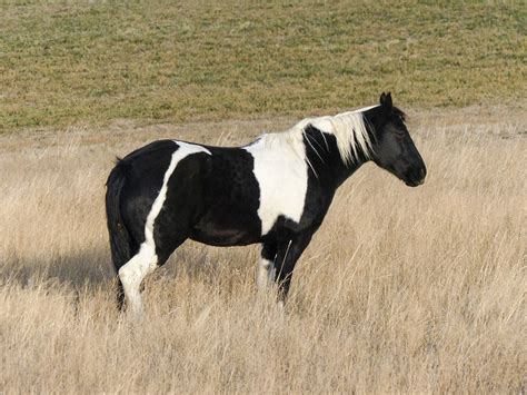 Quarter Horse Hest Malt · Gratis foto på Pixabay