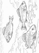 Marsh Freshwater Animals Animal Habitat River Life Biomes Marshes Water  sketch template