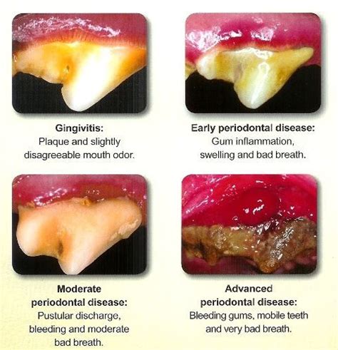 Dental disease in dogs - a pictorial guide | Happy and Healthy Pets | Dental health, Dental, Gum ...