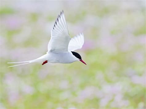 Arctic Tern Migration: A Complete Guide | Birdfact