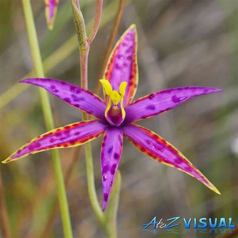 Western Australia's Native Orchids