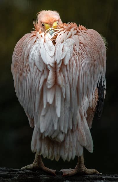 Premium Photo | Great white pelican