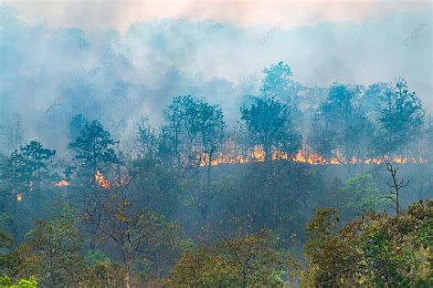 Humans Causing Devastating Forest Fire In The Rainforest Photo Background And Picture For Free ...