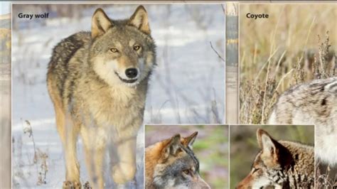 Colorado wolf restoration process moving forward