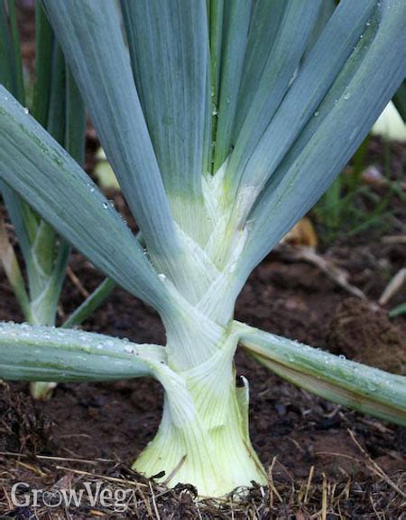 The Art of Harvesting Onions