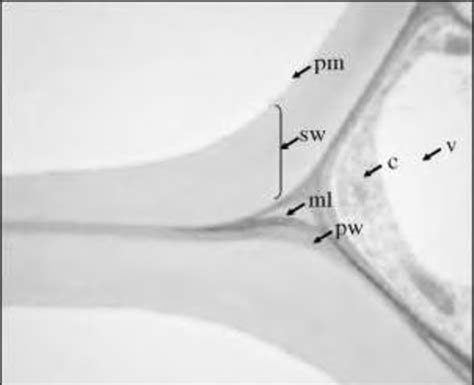 The cell wall of Arabidopsis thaliana. middle lamella (ml), primary... | Download Scientific Diagram