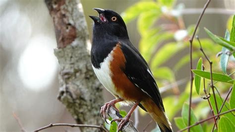 6 Types Of Towhee Birds & Eastern Towhee Identification