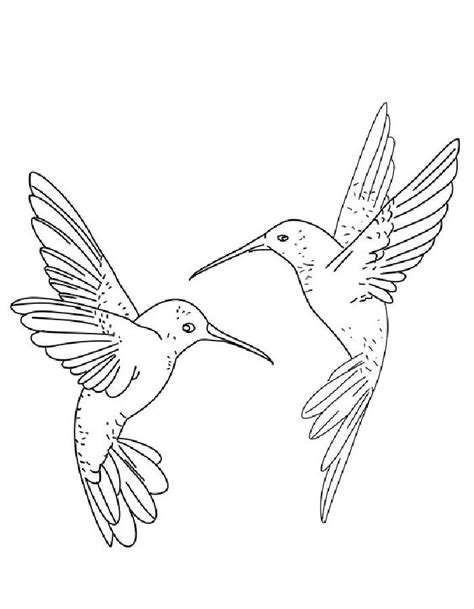 Realistic hummingbird coloring page - coloringus.com