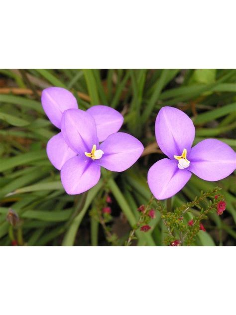 two purple flowers that are next to each other