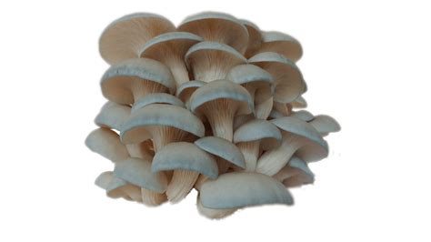 Blue Oyster Mushroom · Fresh Niagara