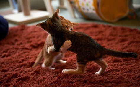 HD wallpaper: two white and orange tabby kittens, kitty, cat, cats ...