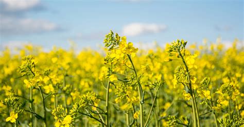 Rapeseed field in spring - Sara's Garden & Nursery