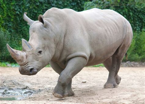 De 5 Verschillenden soorten Neushoorns - Dierenfun