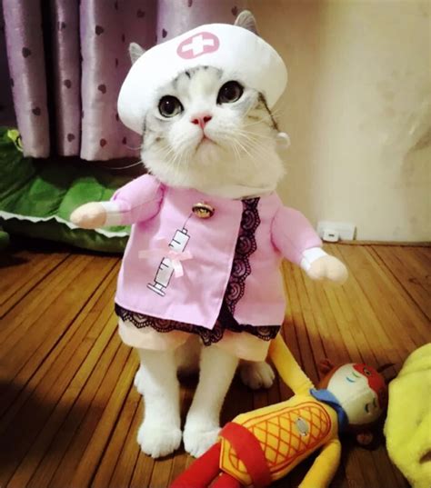 Cat Funny Clothes | Funny outfits, Funny cats, Funny animals