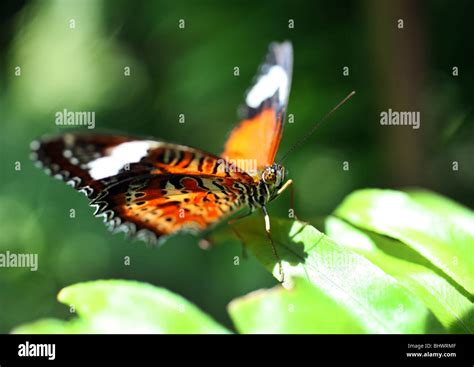 Australian Butterfly Sanctuary, Kuranda Stock Photo - Alamy