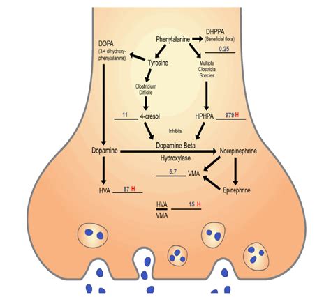 INHIBITION OF DOPAMINE CONVERSION TO NOREPINEPHRINE BY CLOSTRIDIA METABOLITES APPEARS TO BE A ...