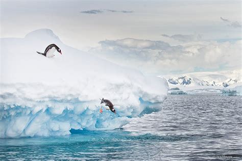 Diving Gentoo Penguins | Ira Meyer Photography