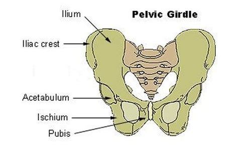 The Pelvic Girdle - The Human Skeletal System