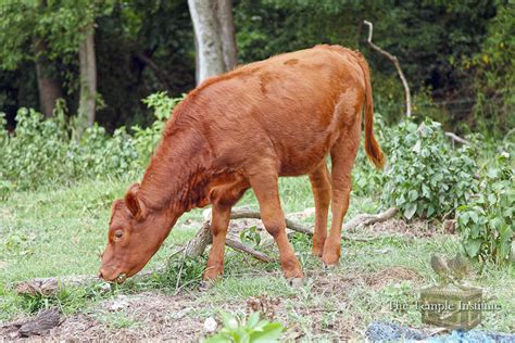 Red Heifer: Understanding Biblical Purity - Temple Institute