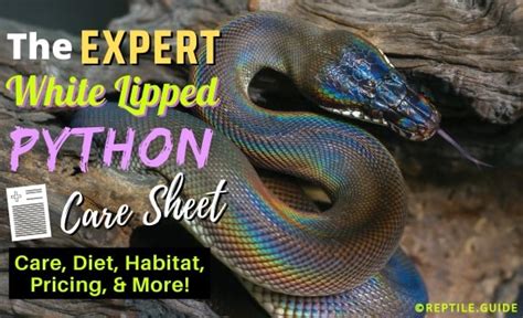 White Lipped Python 101: Care, Diet, Habitat Setup & More