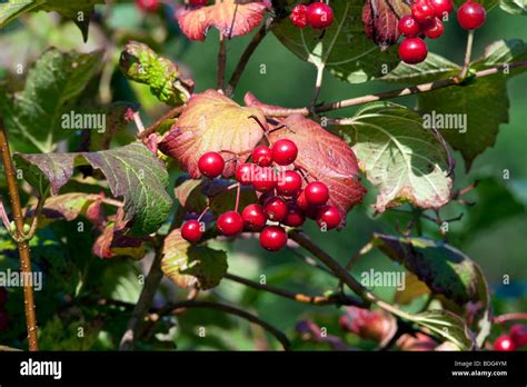 Viburnum Trilobum Wentworth American Cranberry bush Hybrid with berries ...