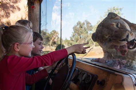 Lions at Werribee Open Range Zoo! Australian Wildlife, Australian Animals, Open Range, Yarra ...