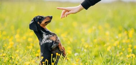 Dachshund Training Tips 5 Techniques To Improve Behavior – Sweet Dachshunds