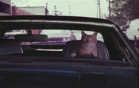 Cat Driving GIF - Find & Share on GIPHY