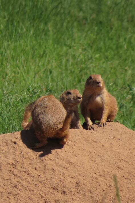 Mammals of Southern Arizona