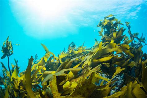 47,200+ Underwater Seaweed Stock Photos, Pictures & Royalty-Free Images - iStock