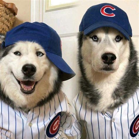 We believe.. go cubs … | Husky, Funny dogs, Siberian husky