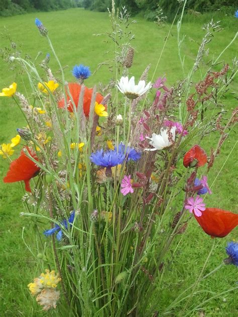 Wild Flowers Ireland The Gathering, Wild Flowers, Ireland, Irish ...