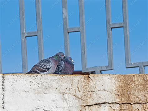 The rock dove, rock pigeon, or common pigeon ( Columba livia) is a ...