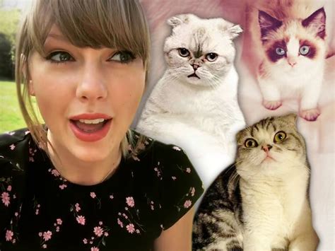 Taylor Swift Trademarks Her New Cat Benjamin Button | TMZ.com