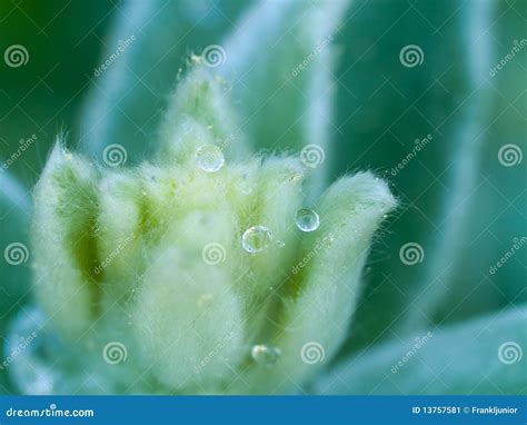 Water Droplets Macro stock image. Image of spring, blue - 13757581