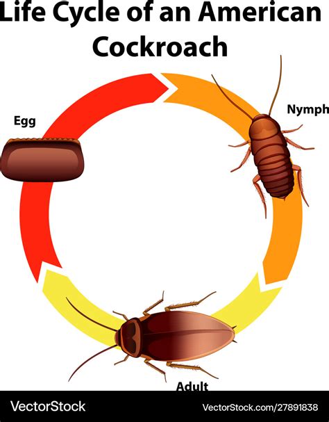 Diagram showing life cycle cockroach Royalty Free Vector