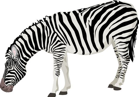 Clipart zebra zebra outline, Clipart zebra zebra outline Transparent ...