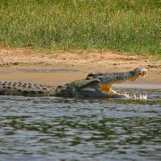 Nile Crocodile Facts and Pictures